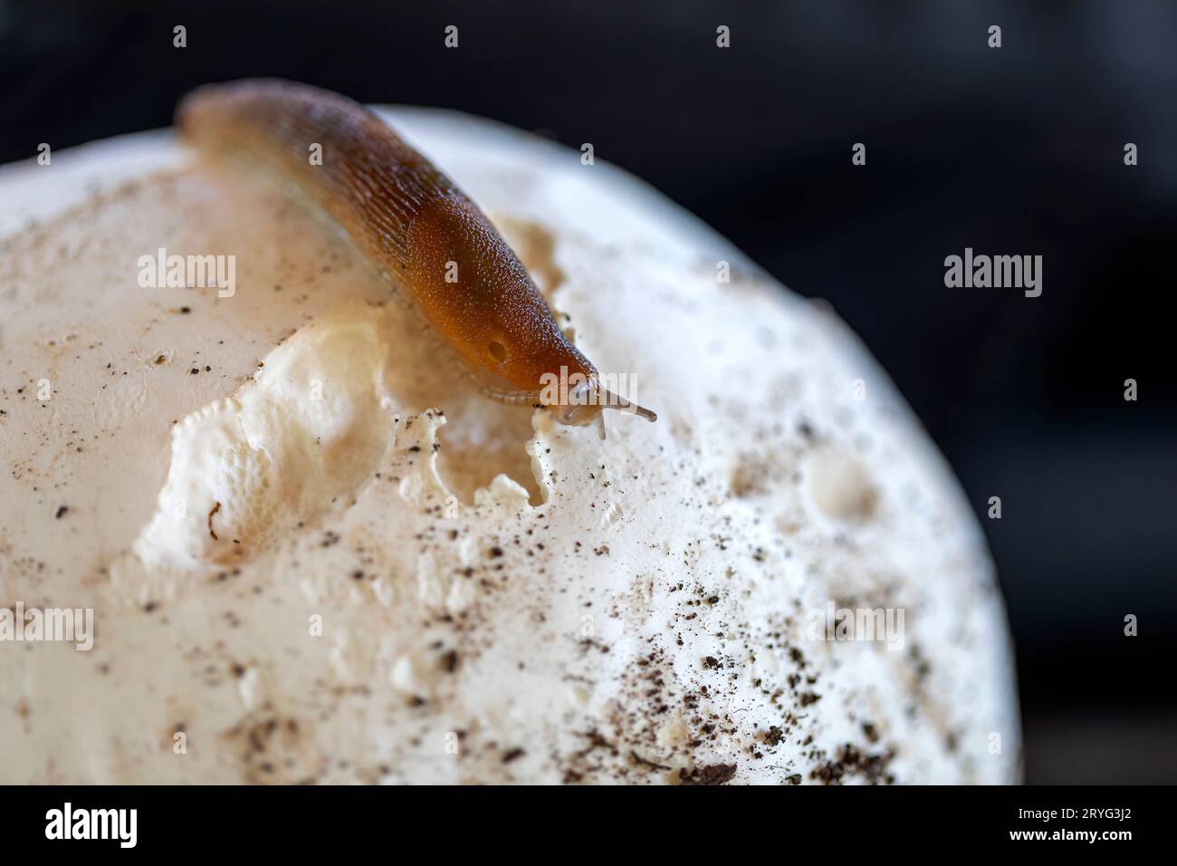 Slug, or land slug. Stock Photo