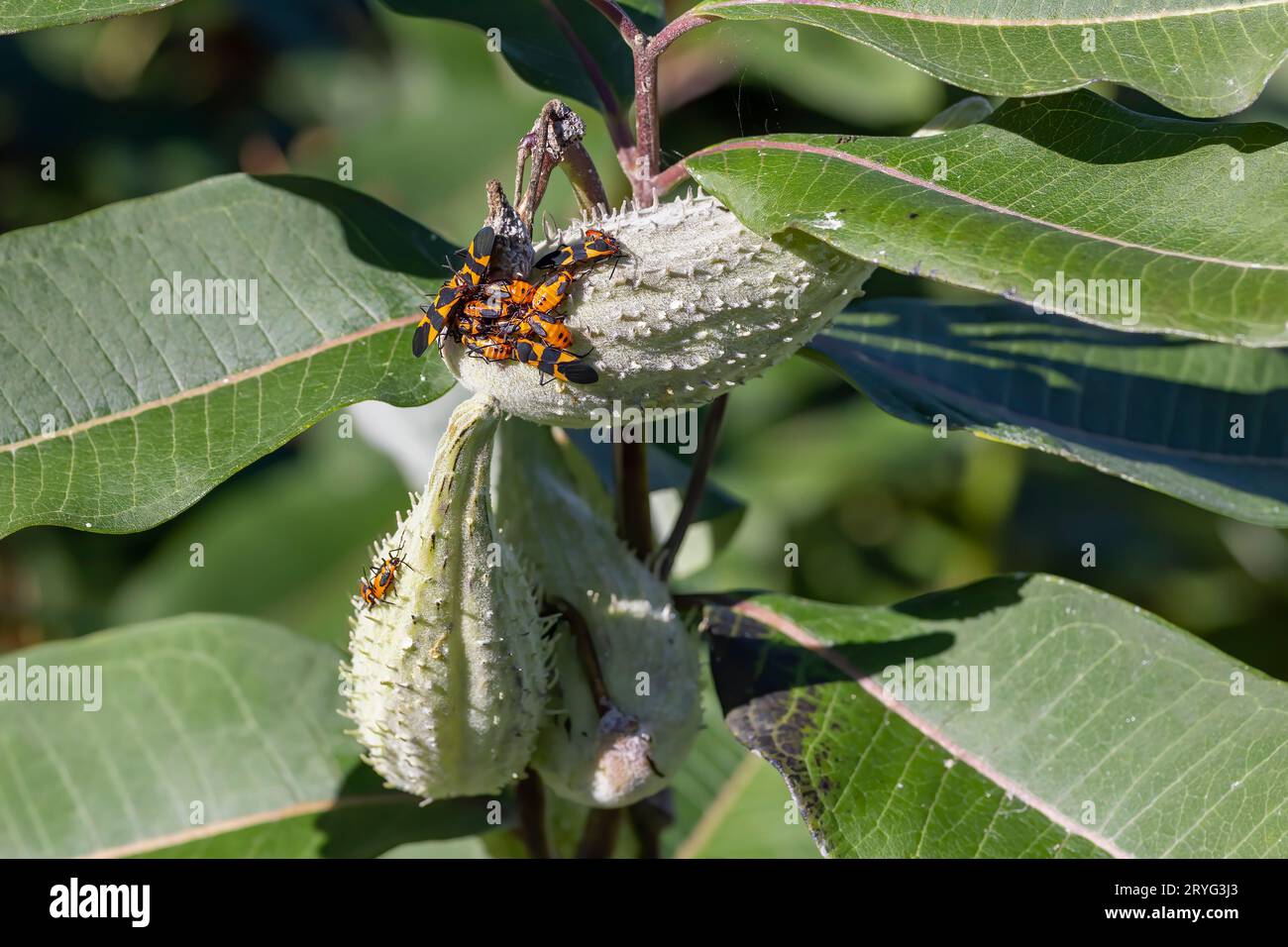 The large milkweed bug (Oncopeltus fasciatus) Stock Photo