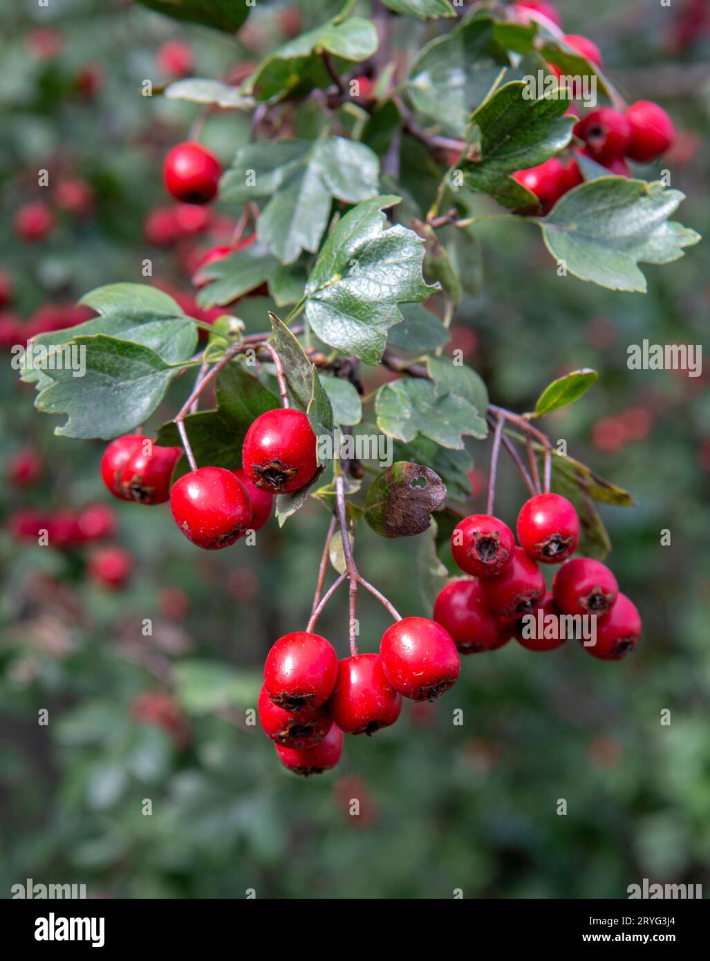 Red Hawthorn (Crataegus) berries in autumn. The plant is also known as