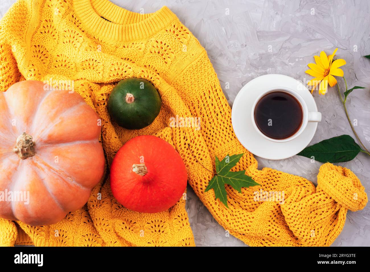 Autumn flat lay with orange and green pumpkins and coffee cup on yellow sweater on grey concrete background. Top view. Stock Photo