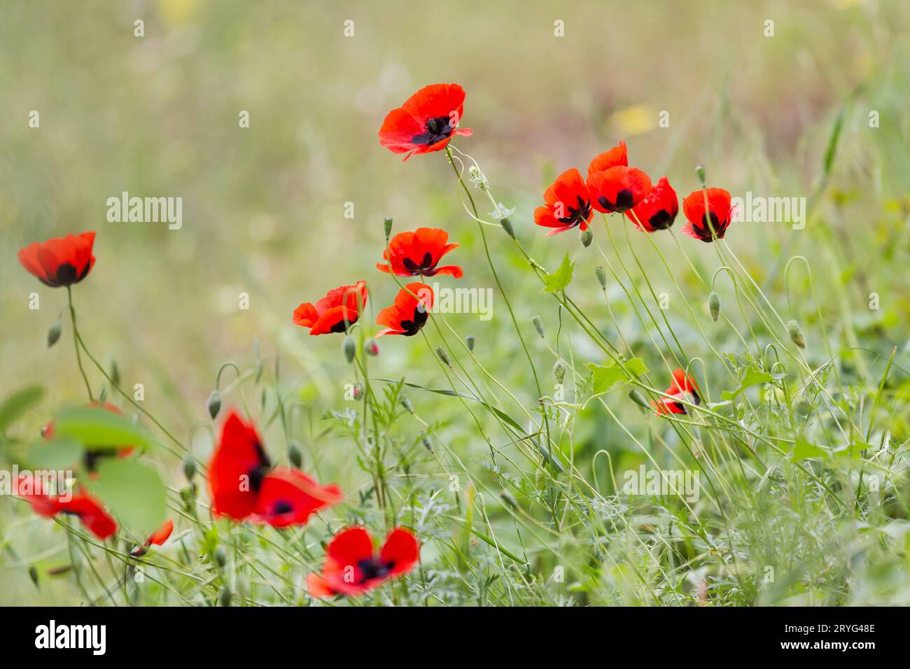 Red poppies field, remembrance day symbol, closeup Stock Photo Alamy