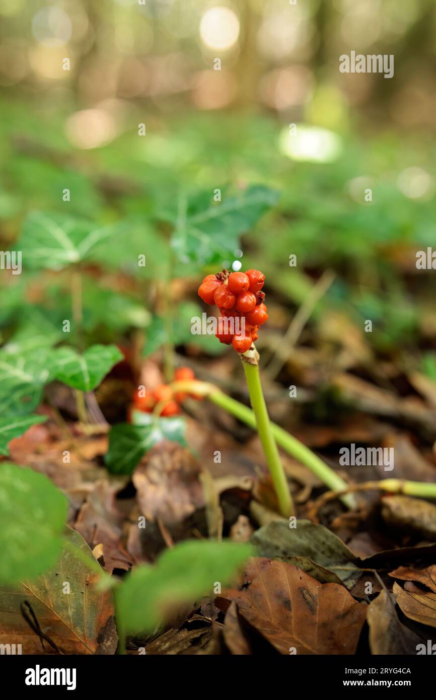 Red berries landscape inside the Luxembourg Mullerthal region Stock ...