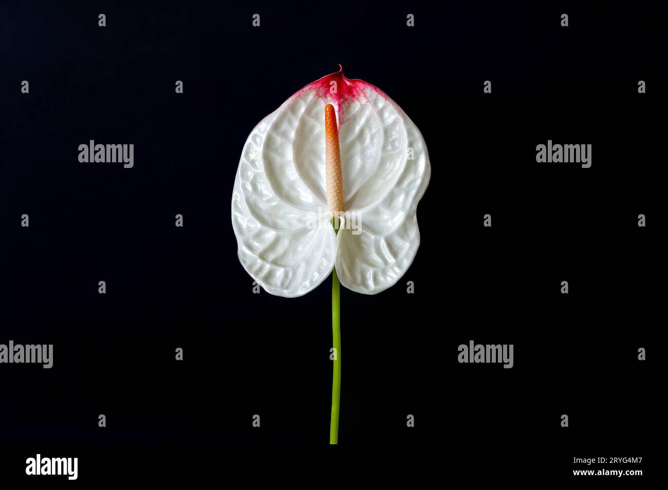 Anthurium single flower against black background, indoor gardening concept Stock Photo