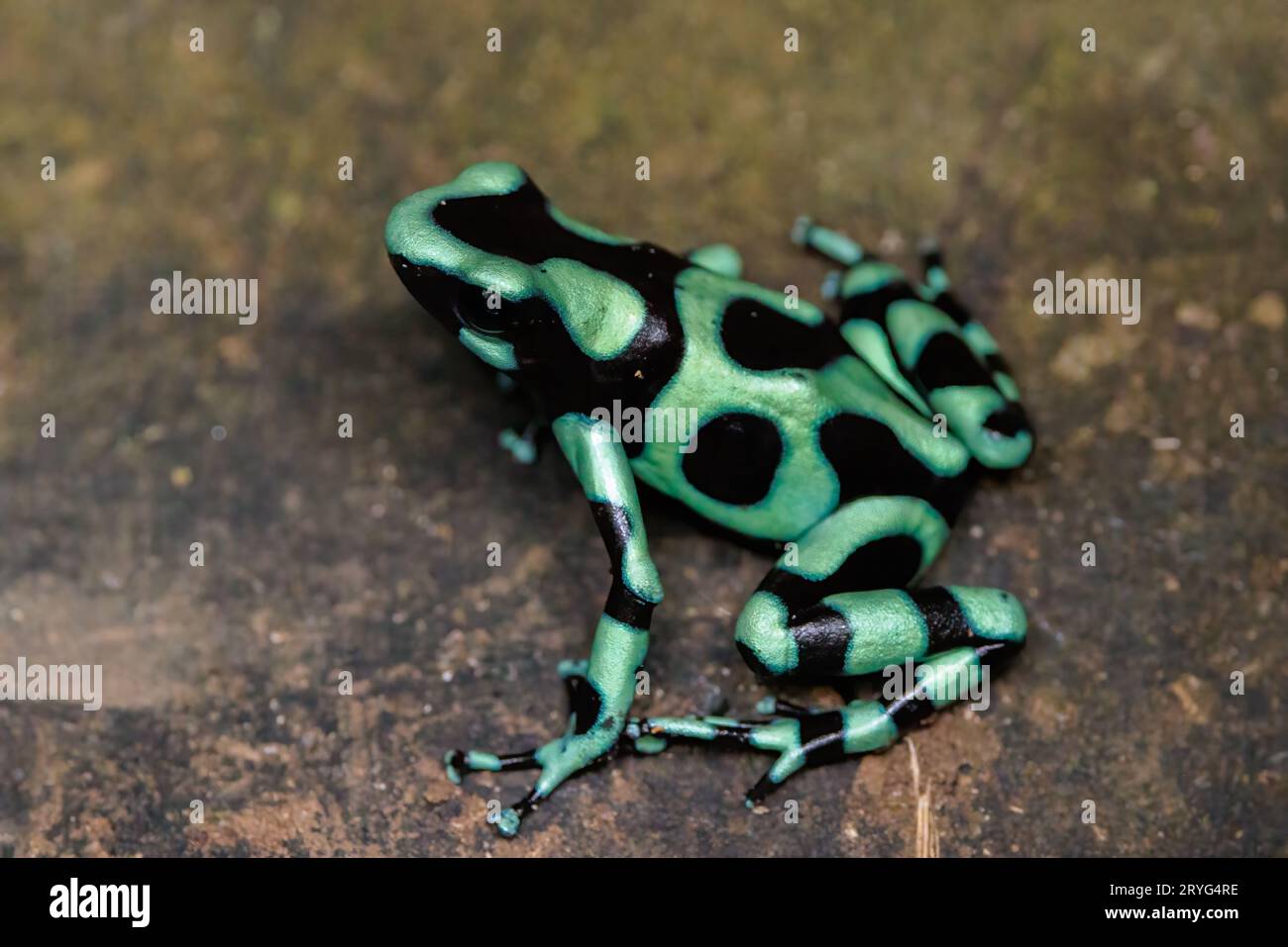 Green and black poison dart frog iaying on the ground in Sarapiqui, Costa Rica Stock Photo