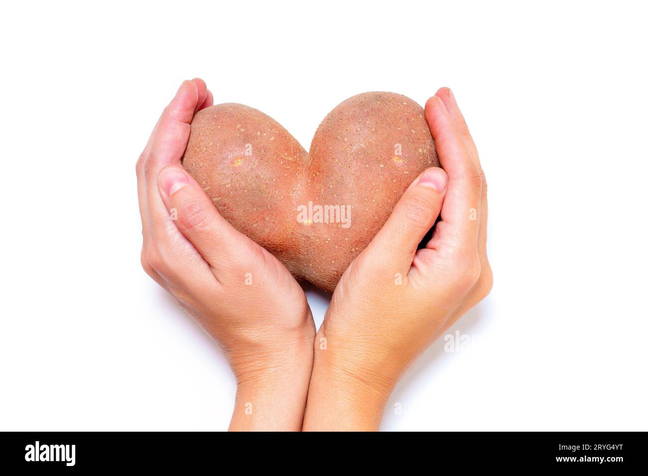 Large heart-shaped potato cradled in cupped hands isolated on white. Heartwarming produce related concept. Stock Photo