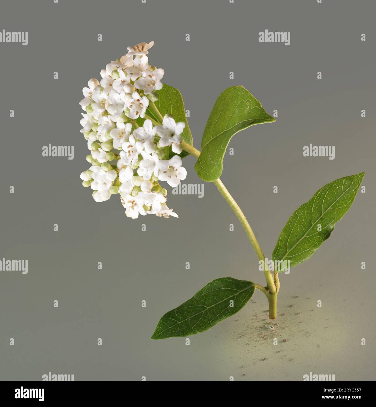 Kleiner weißer Blütenzweig Stock Photo