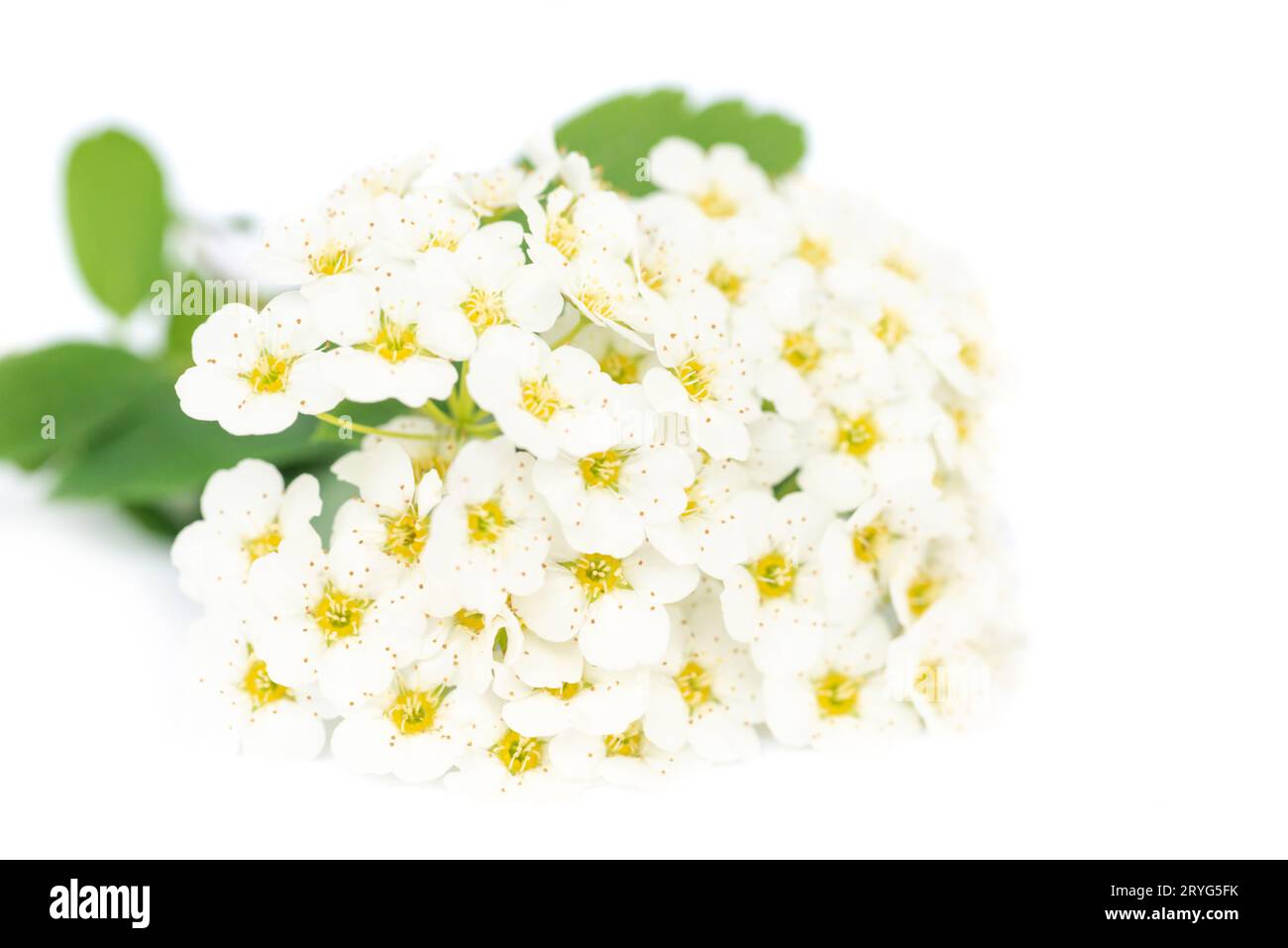 Green leaves and white flowers hi-res stock photography and images - Alamy