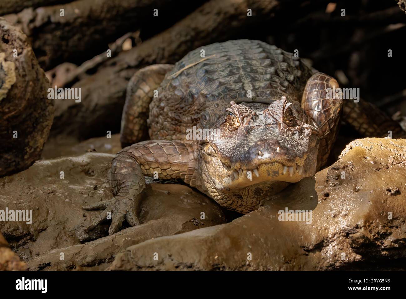 Costa Rica Aligators Alligator resting on Tortuguero's river's bank on a sunny day, Costa ...