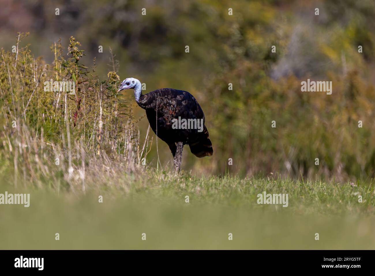 The wild turkey (Meleagris gallopavo) Stock Photo