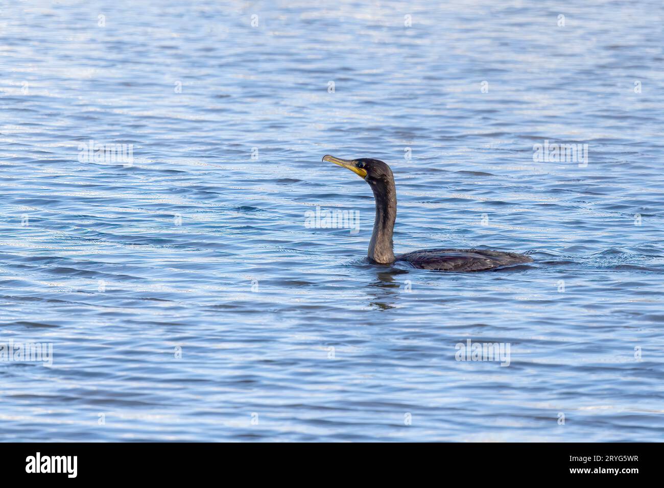 Double-crested cormorants ( Phalacrocorax aurituson ) Stock Photo