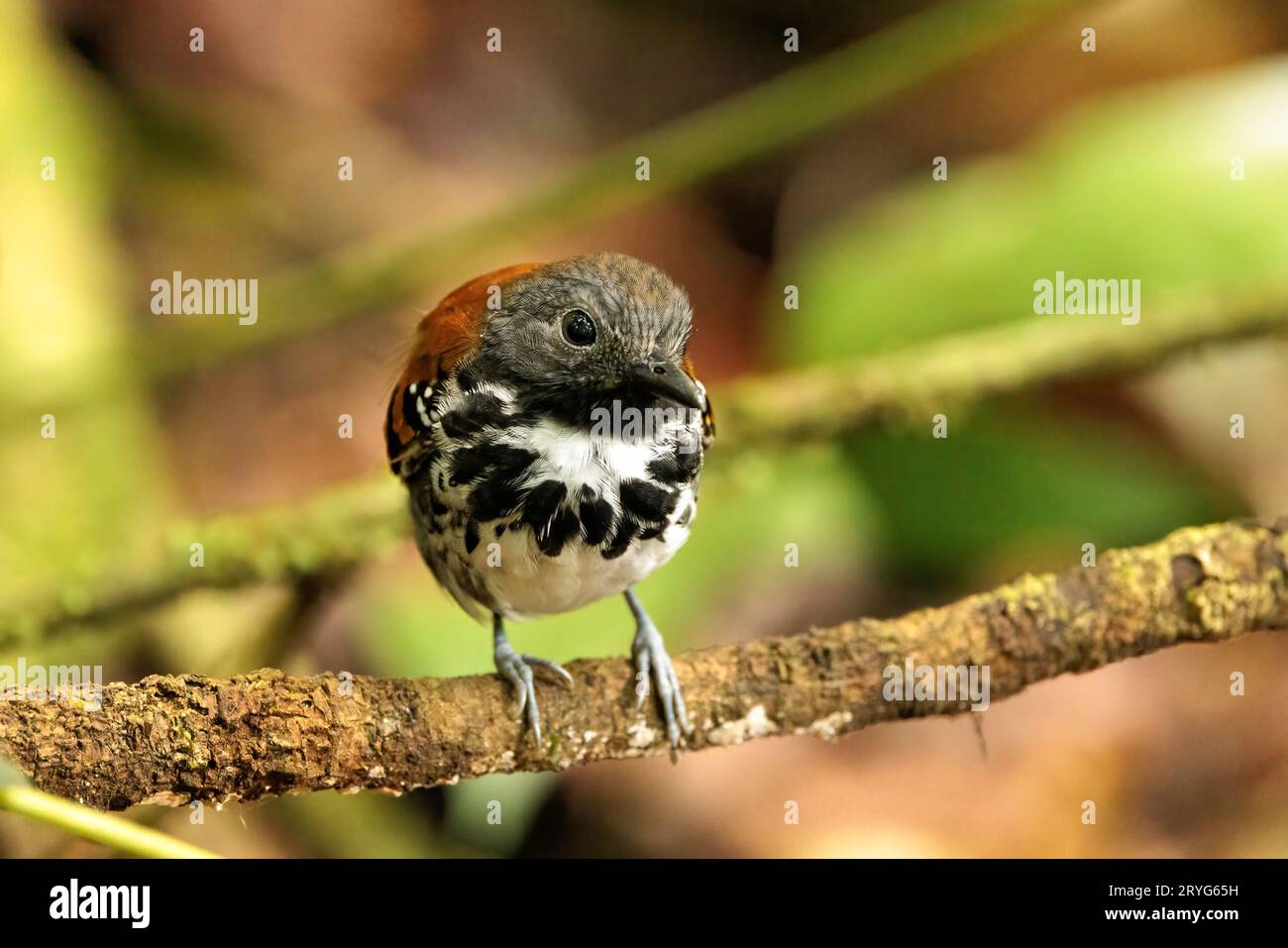 Spotted antbird perching on a branch in Santa Elena cloud forest, Costa Rica Stock Photo