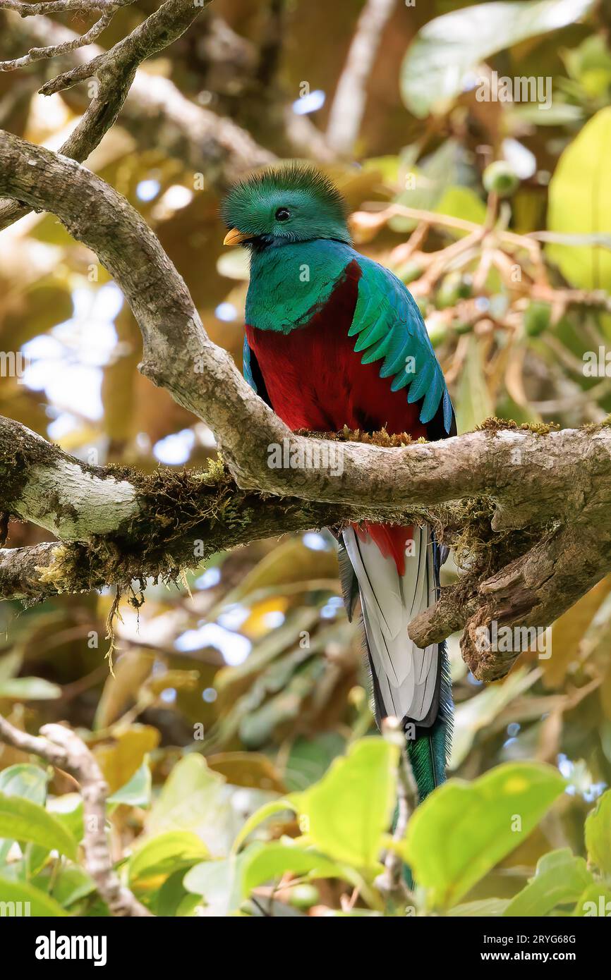 Resplendent quetzal perched in Curi Cancha wildlife refuge, Costa Rica Stock Photo