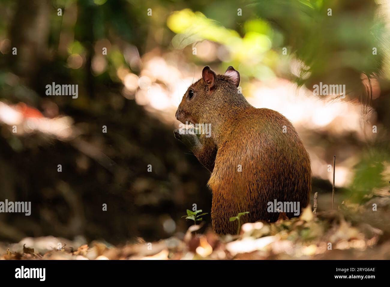 Agouti close-up through the leaves in Curi Cancha reserve, Costa Rica Stock Photo
