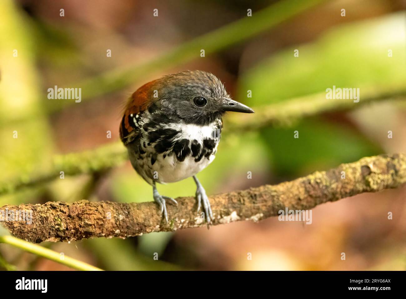 Spotted antbird perching on a branch in Santa Elena cloud forest, Costa Rica Stock Photo
