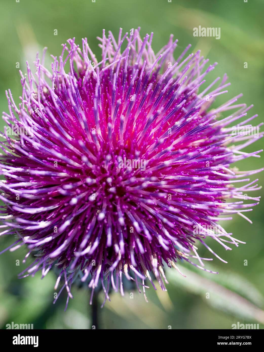 Cirsium eriophorum or the woolly thistle flowering in the autumn. purple flowers of family Asteraceae. Stock Photo