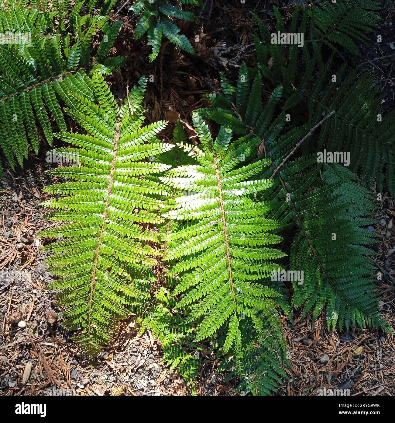 Species of ferns hi-res stock photography and images - Alamy