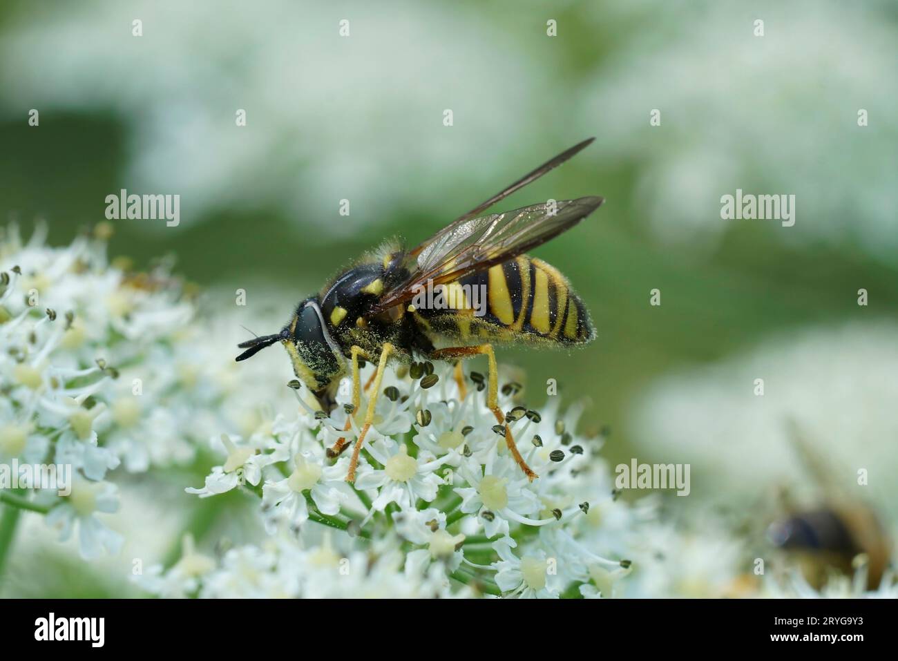 Natural closeup on a female wasp-mimic spearhorn hoverfly, Chrysotoxum fasciolatum on a white Hogweed in the Austrian alps Stock Photo