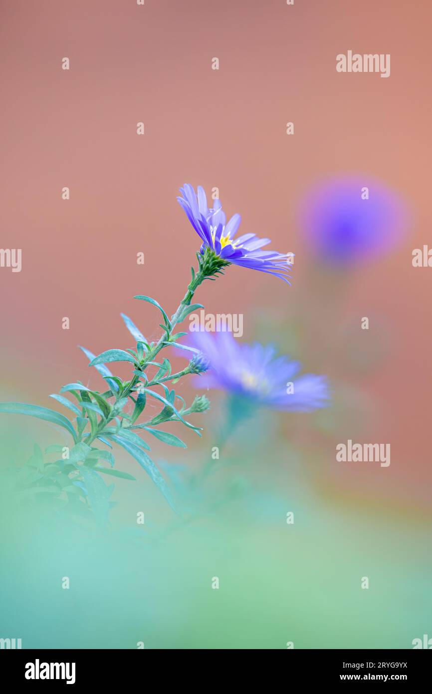 Aster dumosus - pillows Aster. Blue cushion asters bloom in garden. Autumn background Stock Photo