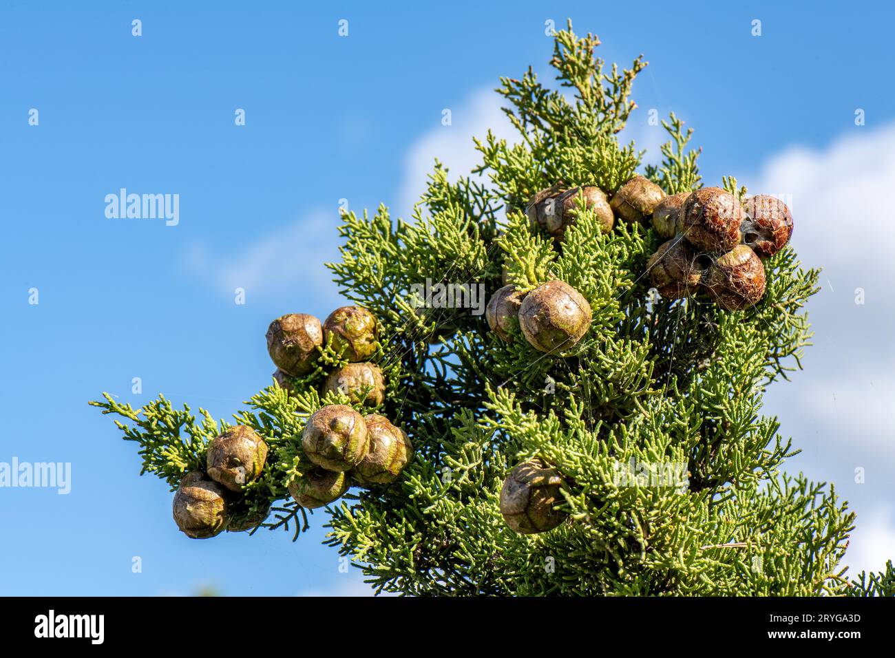 Cones of evergreen coniferous tree Cupressus sempervirens on a cypress tree on the greek island of zante or zakynthos in greece Stock Photo