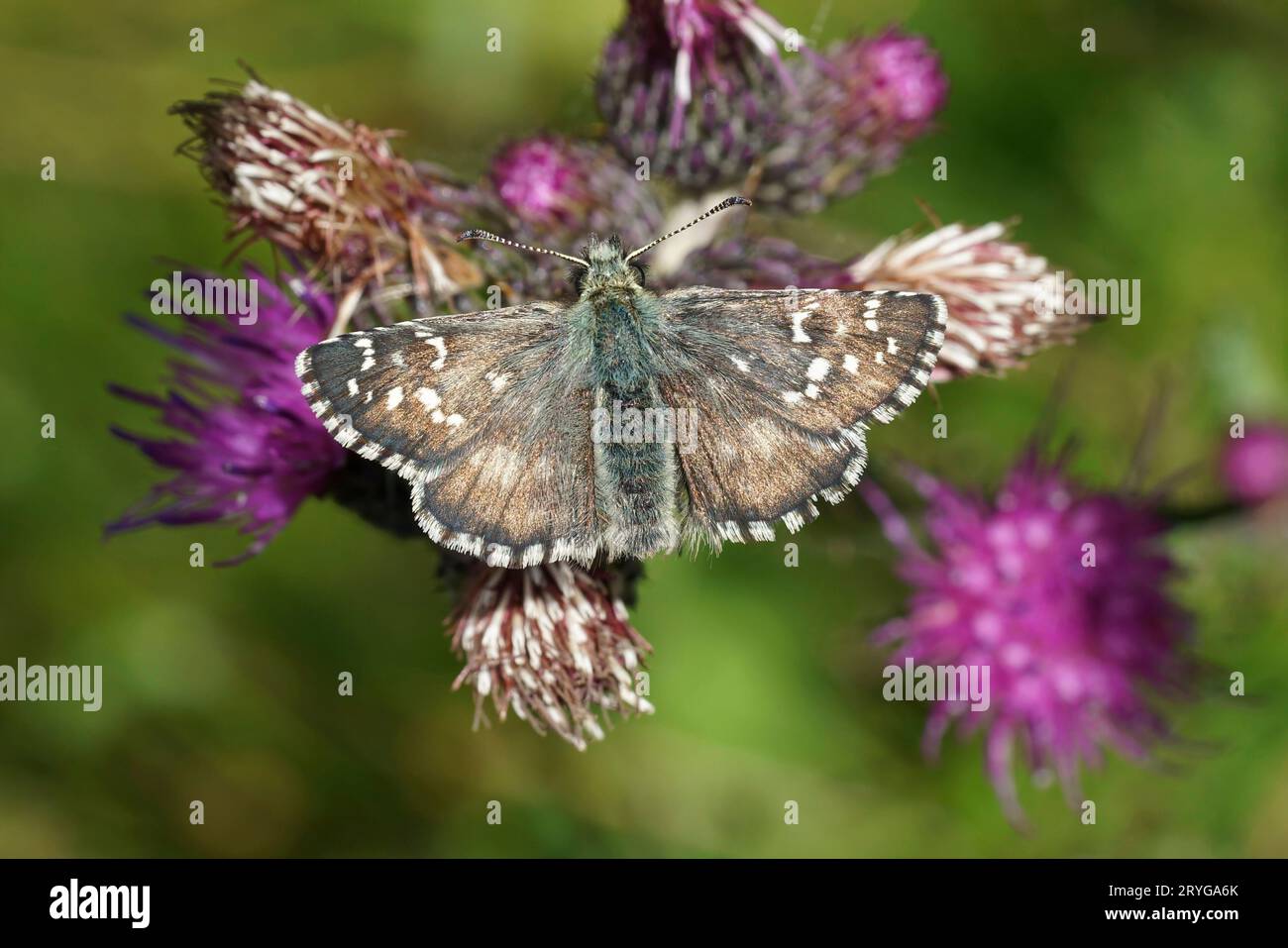 Natural closeup on the Large Grizzled Skipper, Pyrgus alveus with spread wings on a purple thistle flower Stock Photo