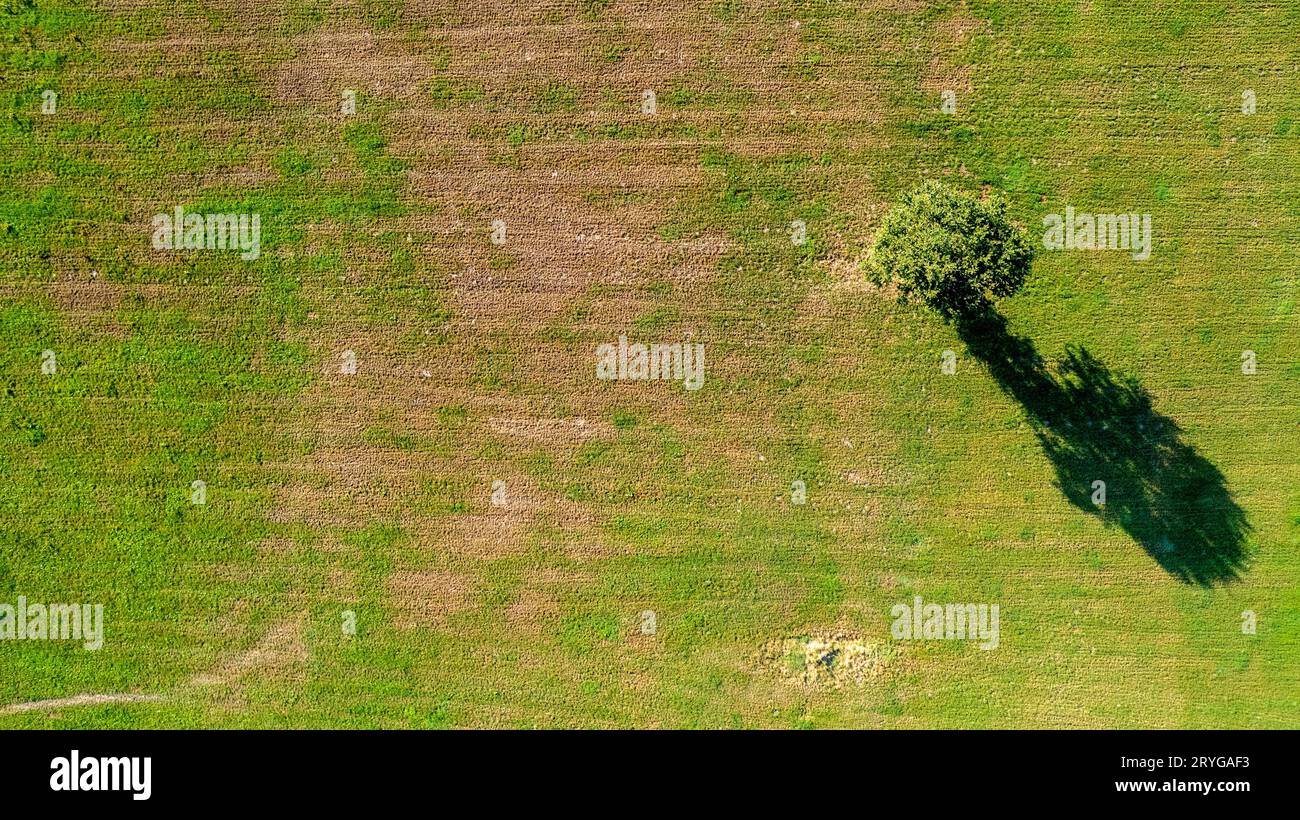 Top down aerial view on a two trees in the middle of a cultivated field ...