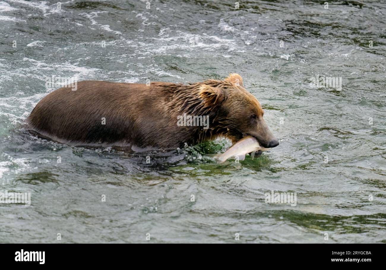 https://c8.alamy.com/comp/2RYGCBA/brown-bear-with-a-salmon-in-its-mouth-brooks-river-in-katmai-national-park-alaska-2RYGCBA.jpg