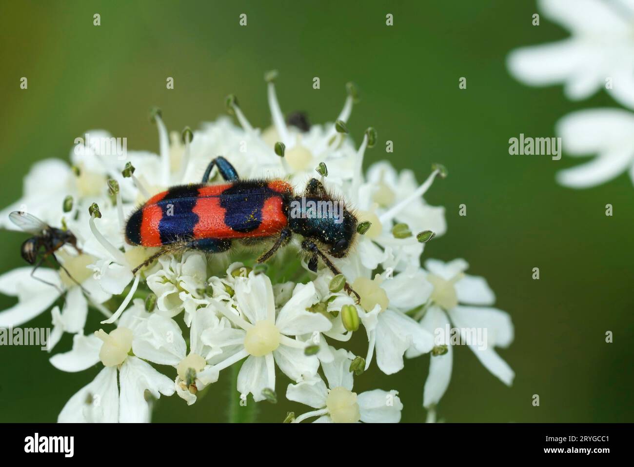 Natural closeup on the hairy, colorful bee-eating beetle, Trichodes apiarius sitting on a white Heracleum flower Stock Photo