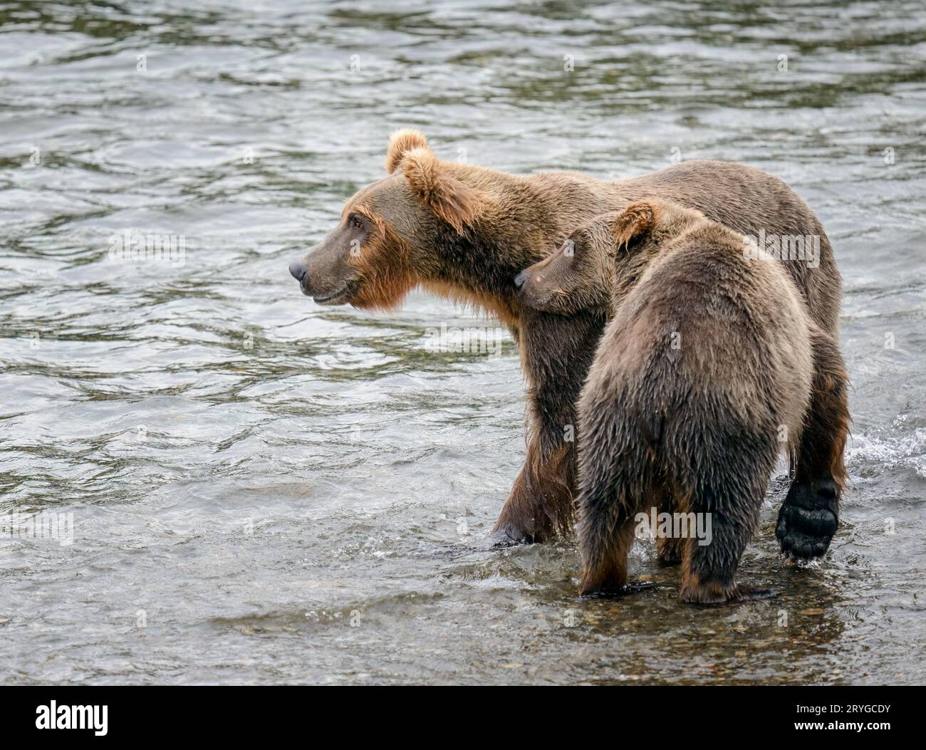 Brown Bears Fishing at Alaska's Brooks Falls - The Atlantic