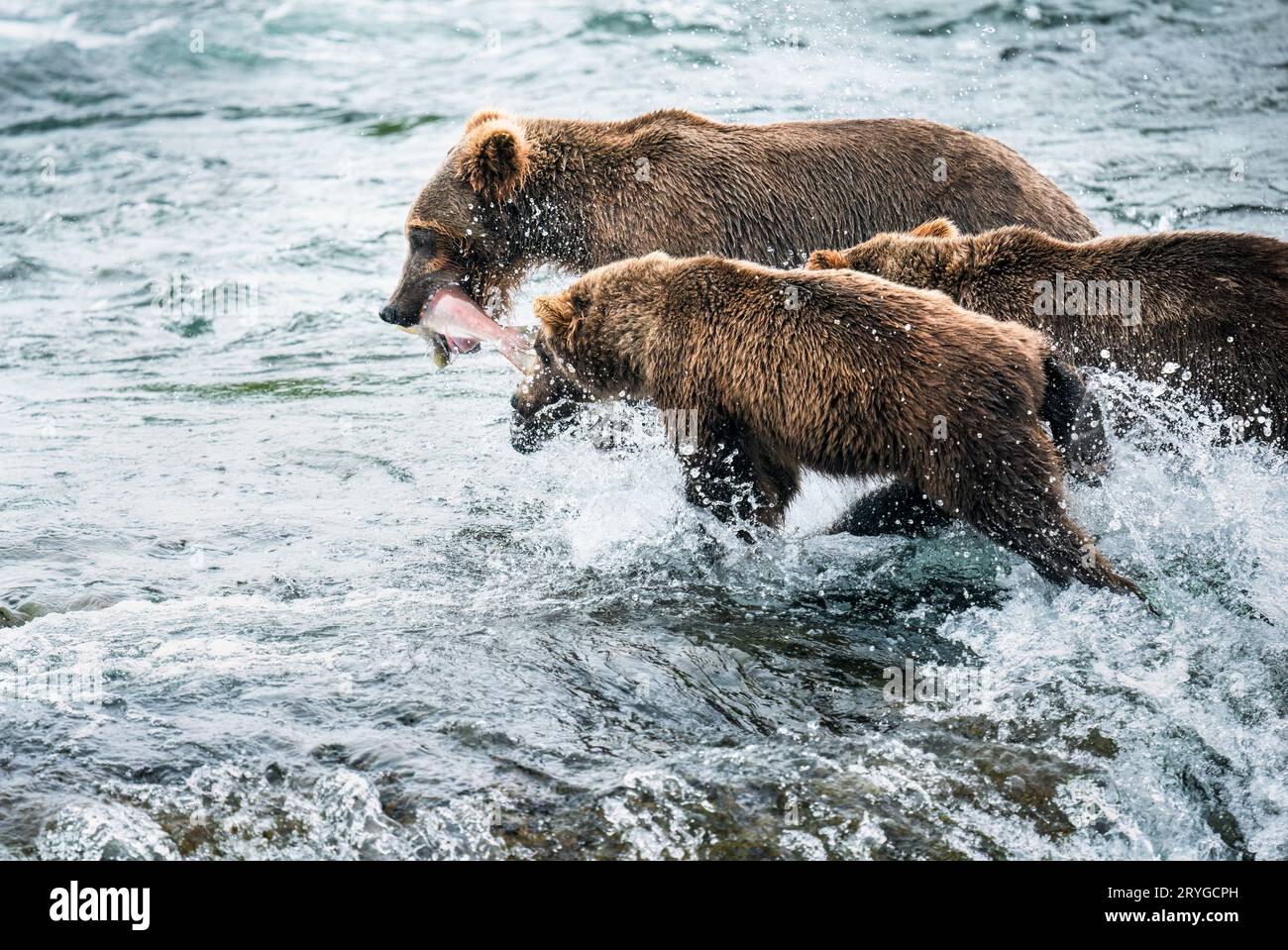 Brown bear mother walking away with salmon in her mouth, her two cubs ...