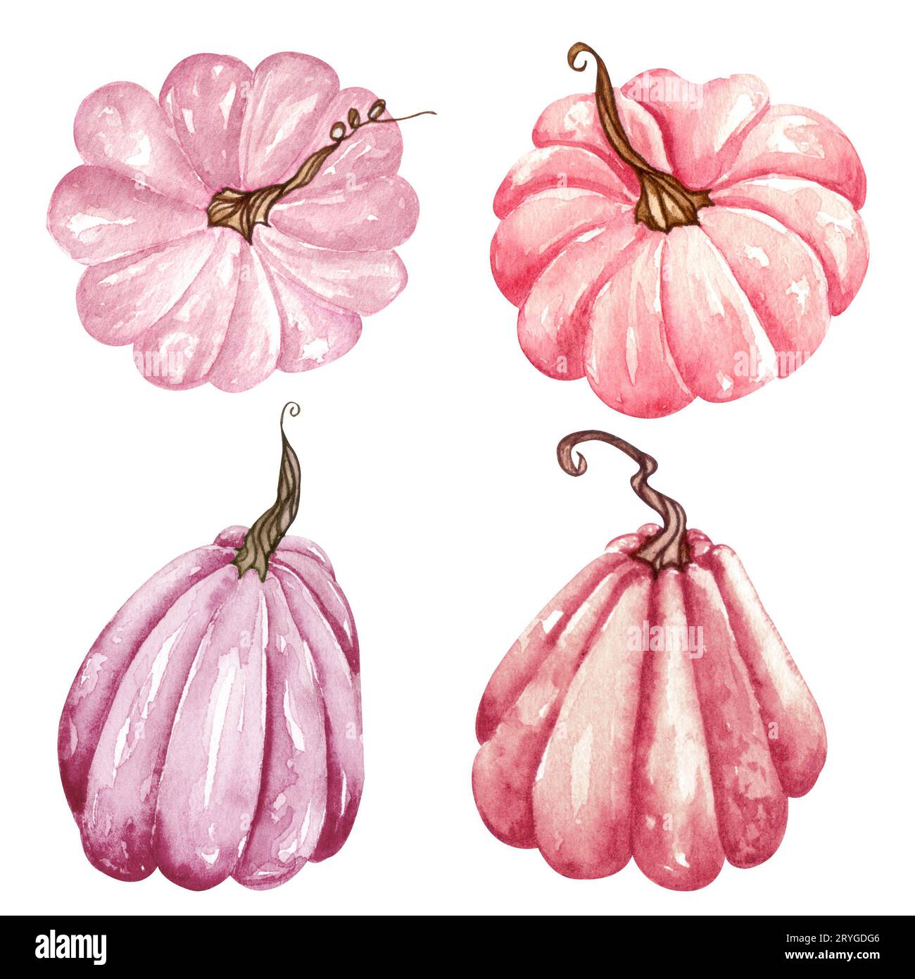 Watercolor pink pumpkin set, floral pumpkins, Halloween clipart, autumn design elements, fall. Harvest illustration Stock Photo