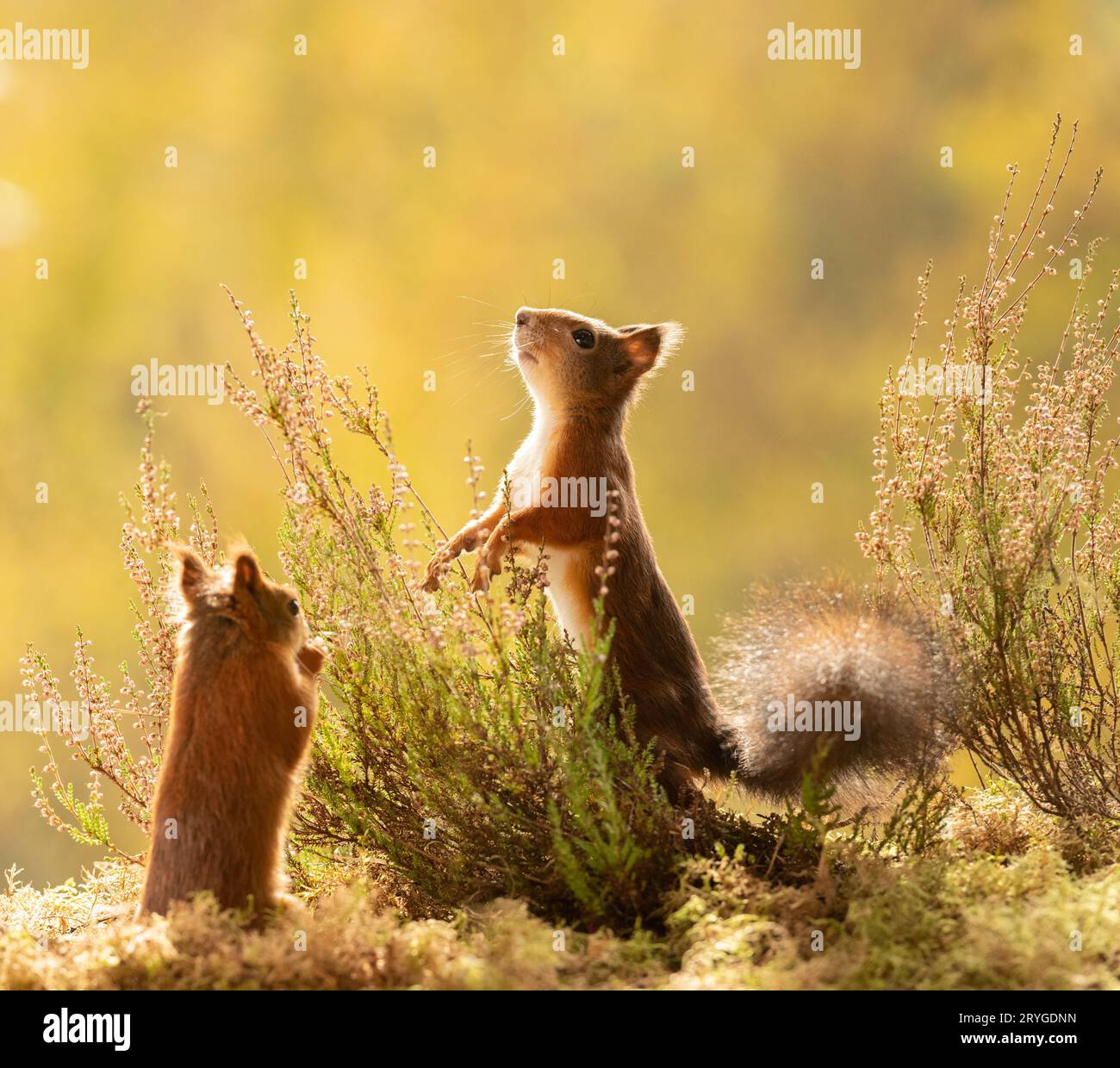 Red Squirrels with heath plants and flowers Stock Photo