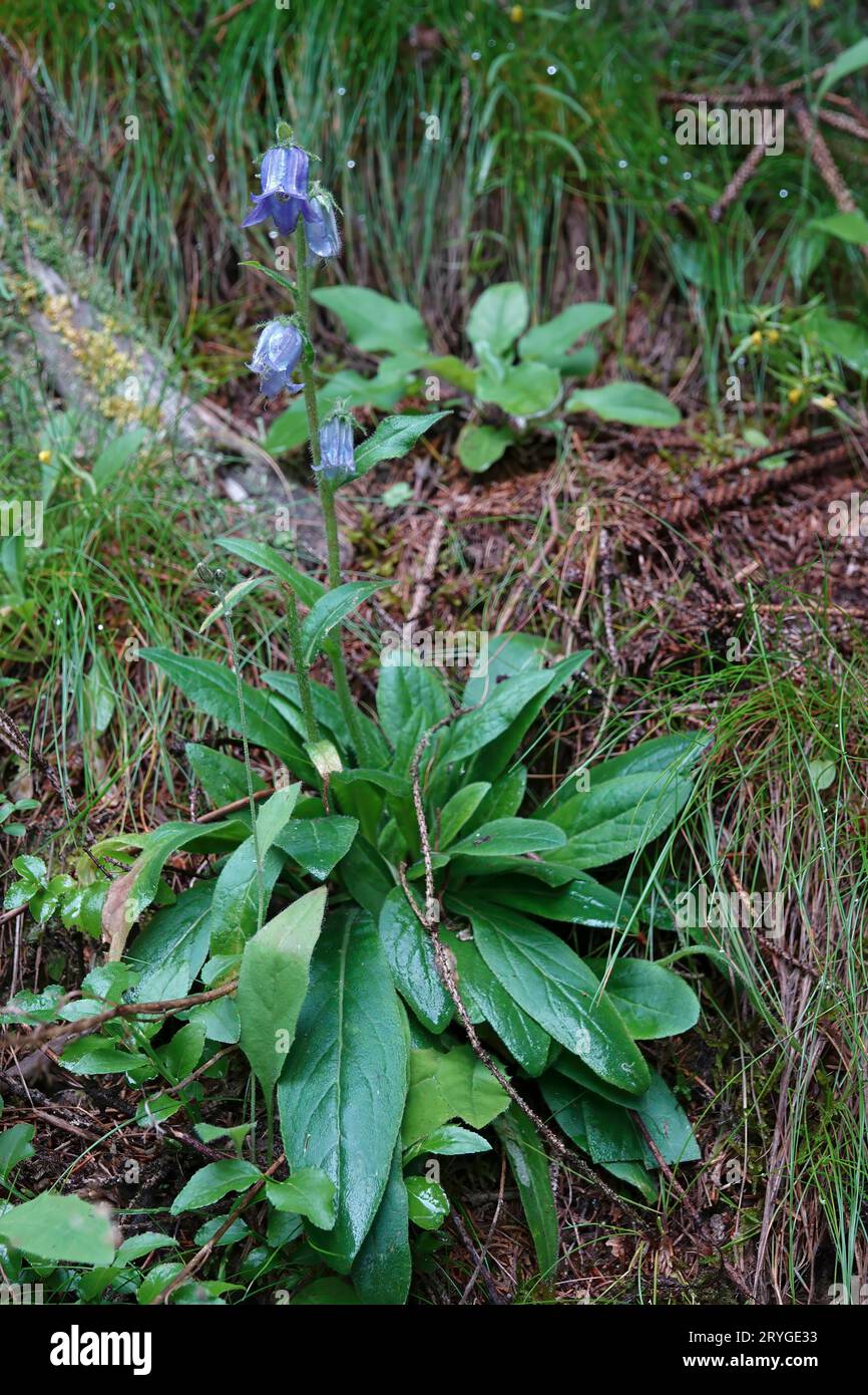 Natural vertical closeup on a blue flowering Bearded bellflower, Campanula barbata , in the Austrian alps Stock Photo