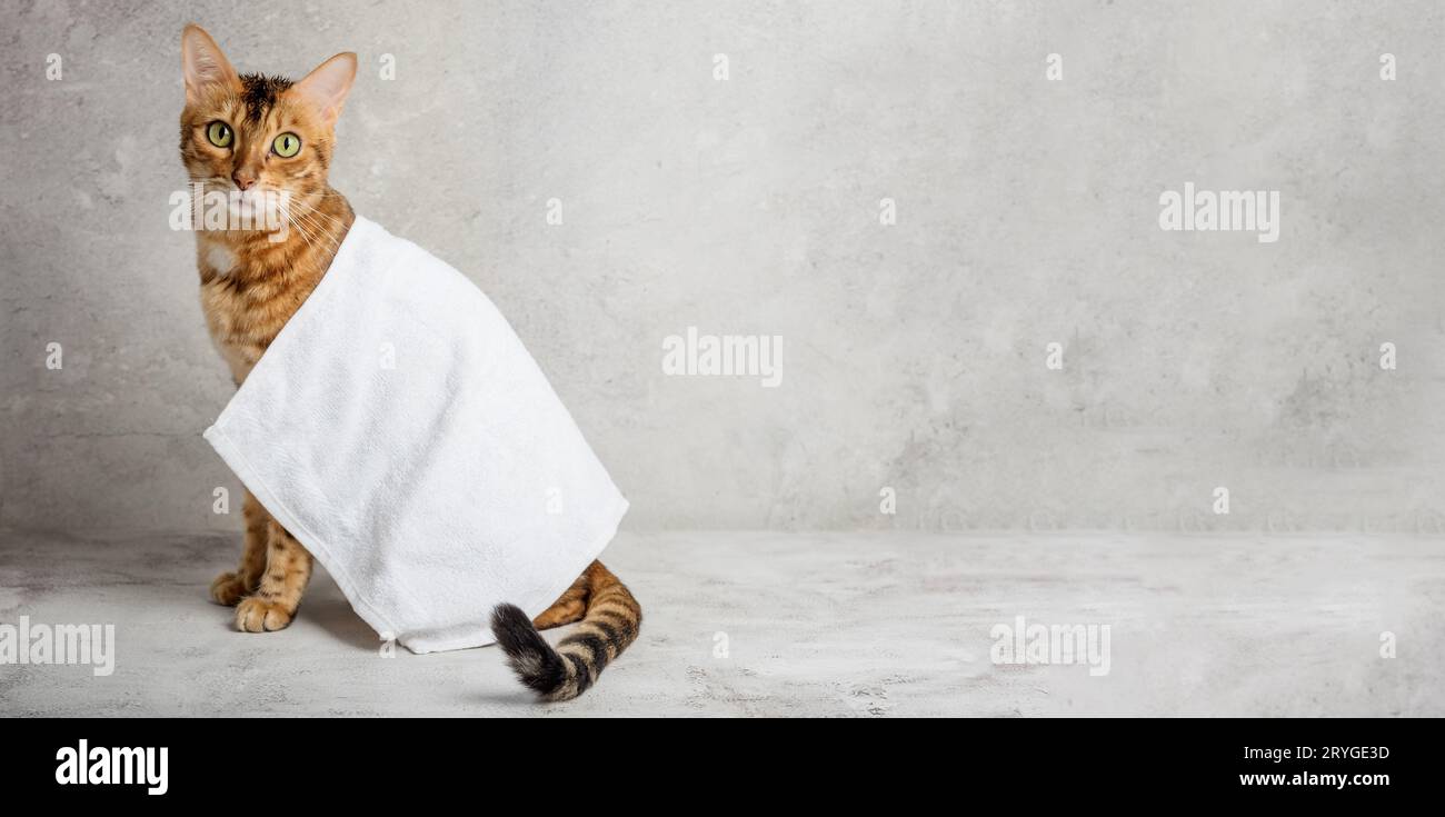 Bengal cat in a towel after bathing Stock Photo Alamy