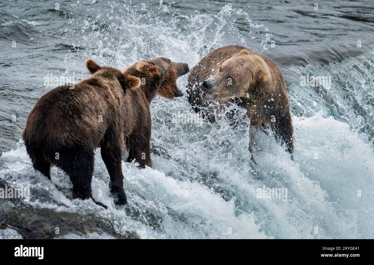 Brown bear mother with cub behind her, fighting with another bear on ...