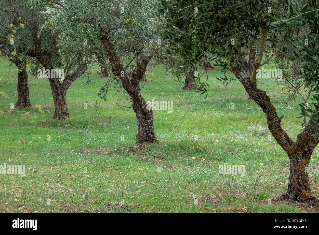 row of young newly planted olive trees in an olive grove on agricultural land on the greek island of zante or zakynthos in greece. Stock Photo