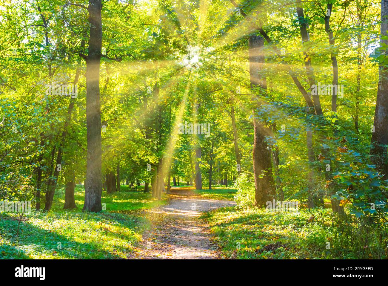 Park with green trees hi-res stock photography and images - Alamy