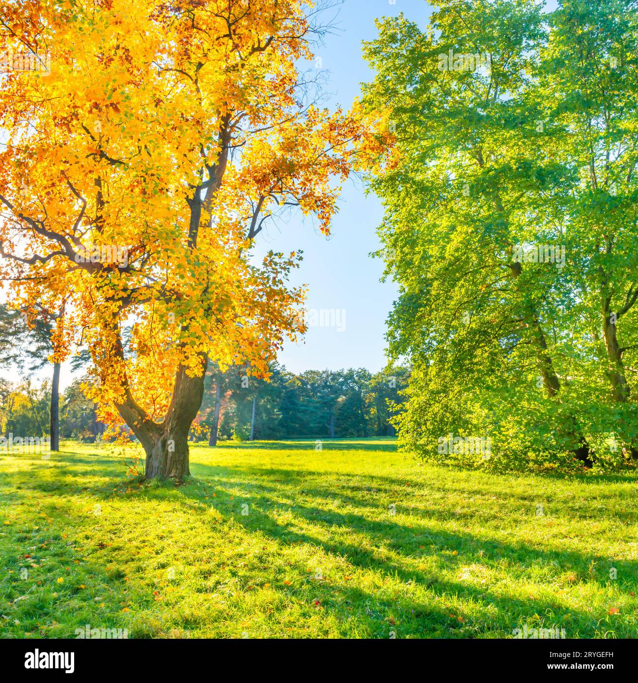 Yellow autumn tree on green field Stock Photo