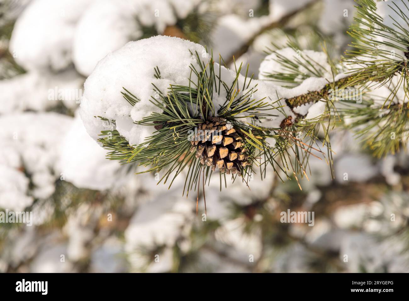 Fir tree cone on a branch covered with snow Stock Photo