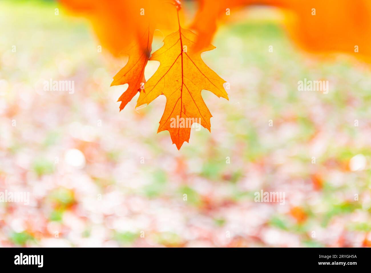 Autumn leaf decoration hi-res stock photography and images - Alamy