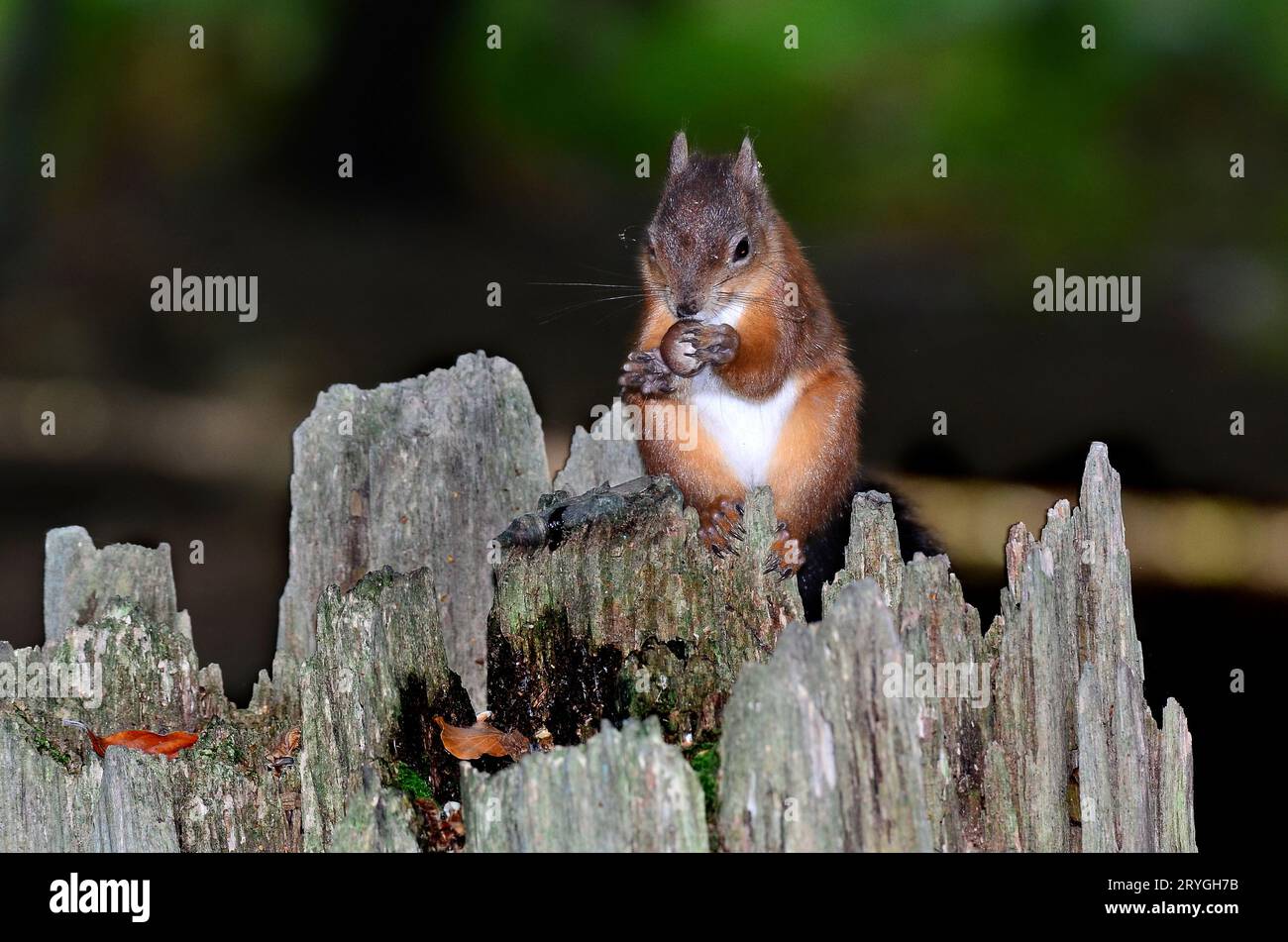 Adult red squirrel. Brownsea Island, Dorset, UK Stock Photo