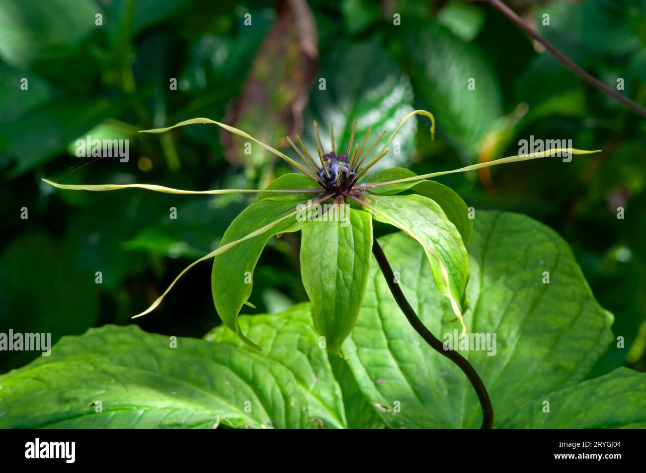 Sydney Australia, unusual flower of a daiswa forrestii native to Vietnam Stock Photo