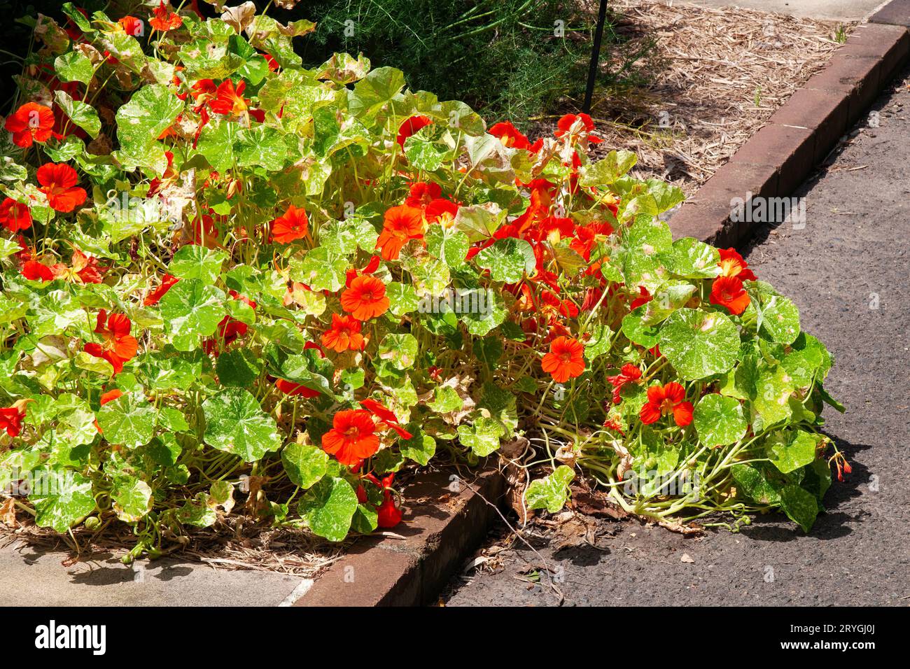 Sydney Australia, flowering tropaeolum minus 'alaska scarlet' in garden Stock Photo