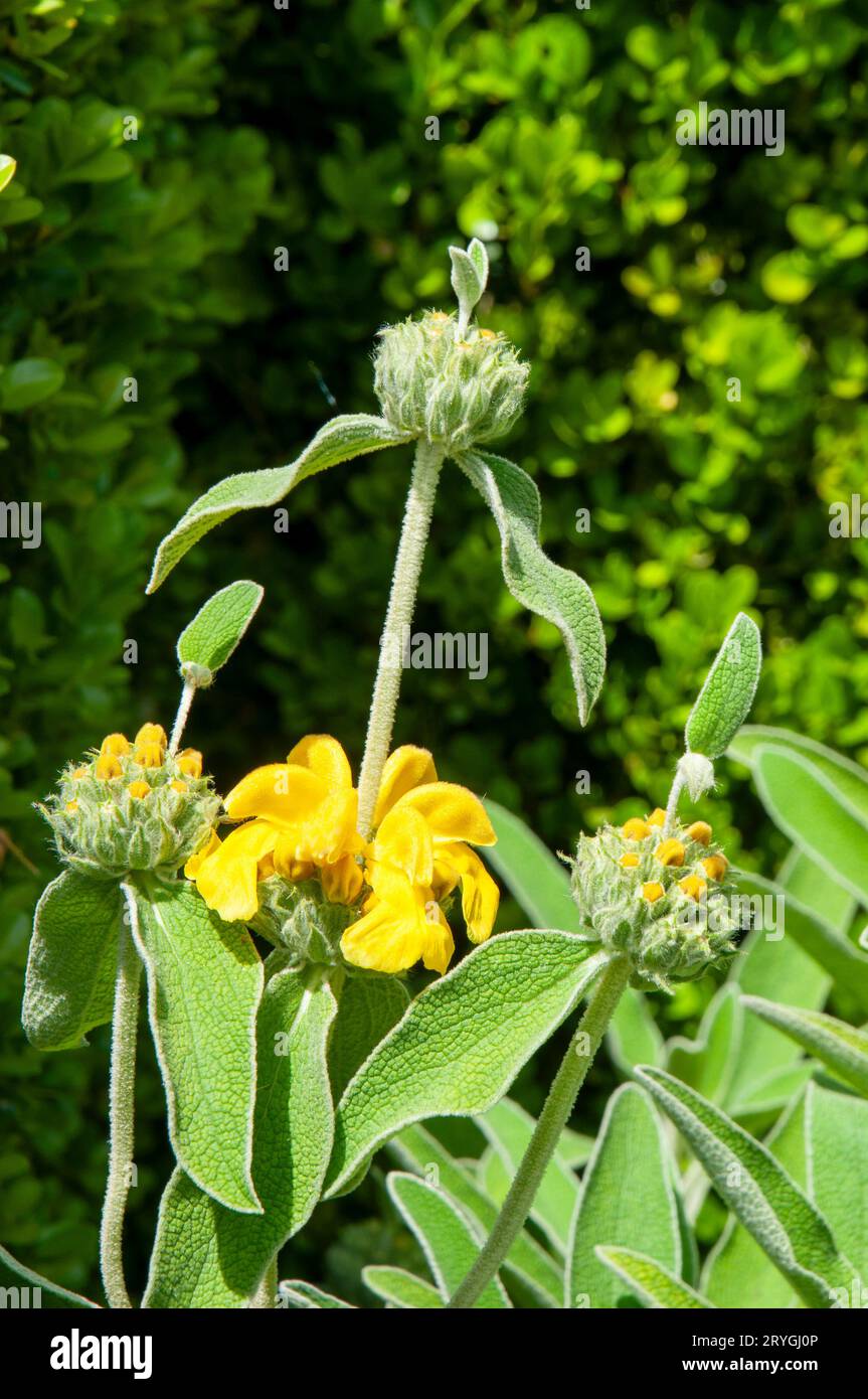 Sydney Australia, yellow flowering phlomis floccosa in garden Stock Photo
