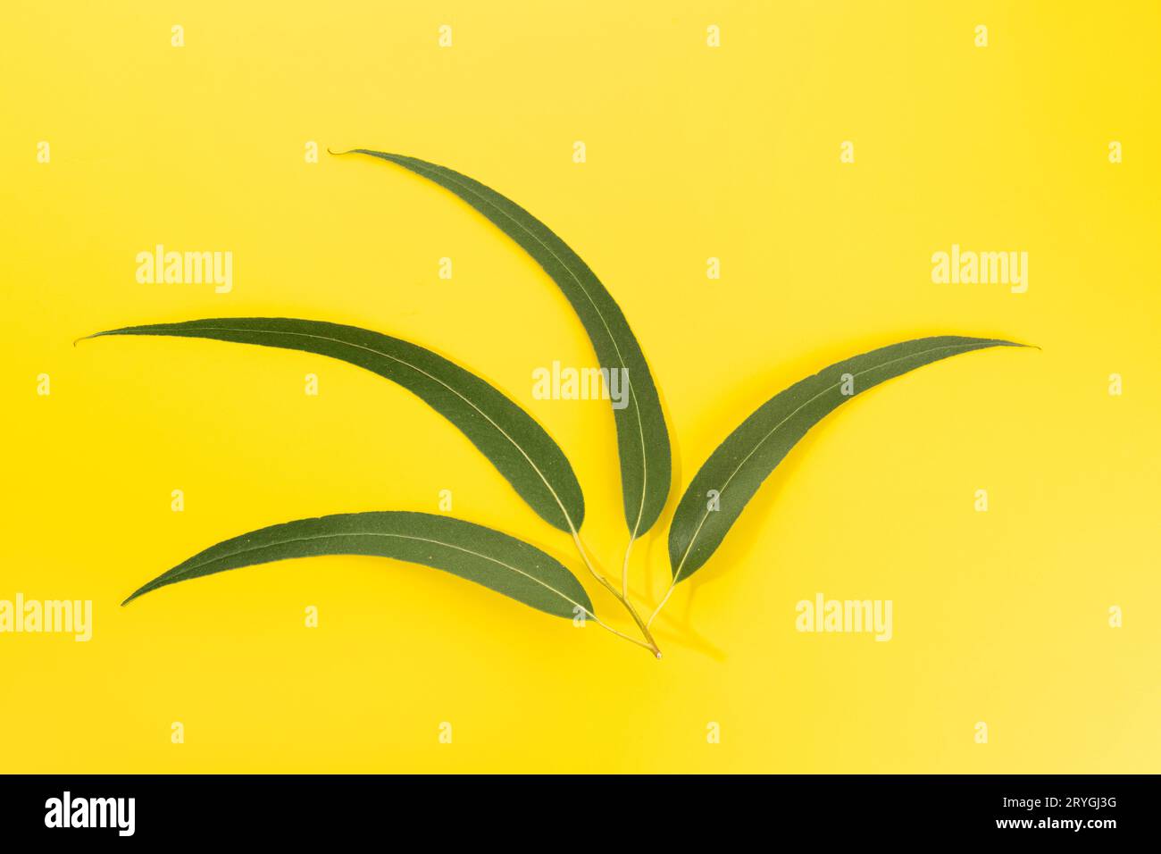 Eucalyptus leaves isolated on yellow background Stock Photo