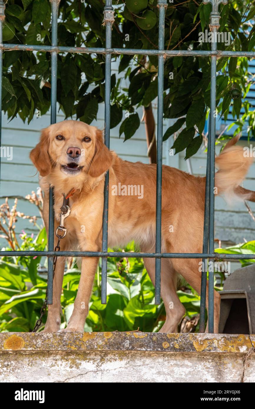dog behind railings looking after and guarding owners property. guard