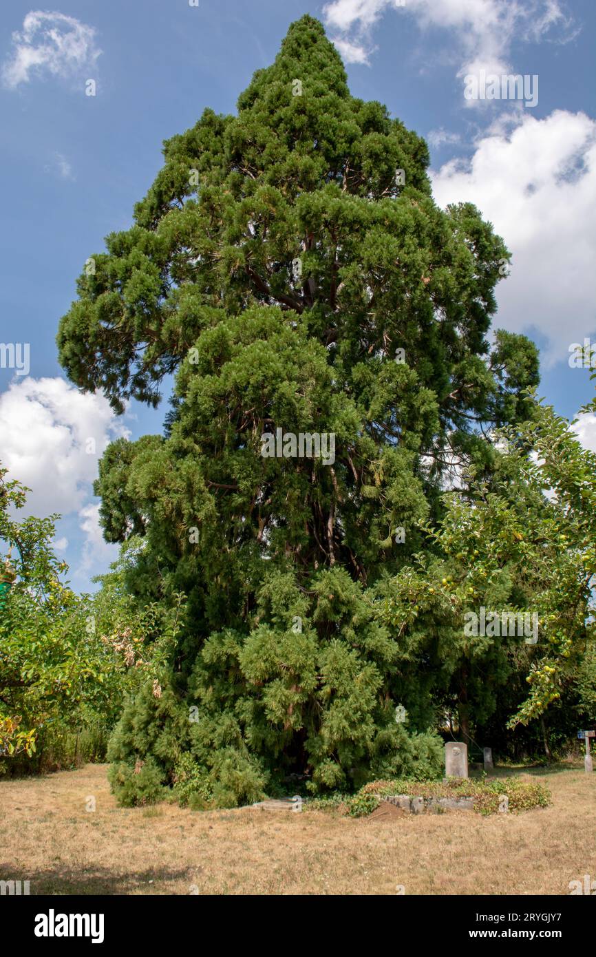 Giant Sequoias Tree (Sequoiadendron giganteum) or Sierran redwood growing in the park. Stock Photo