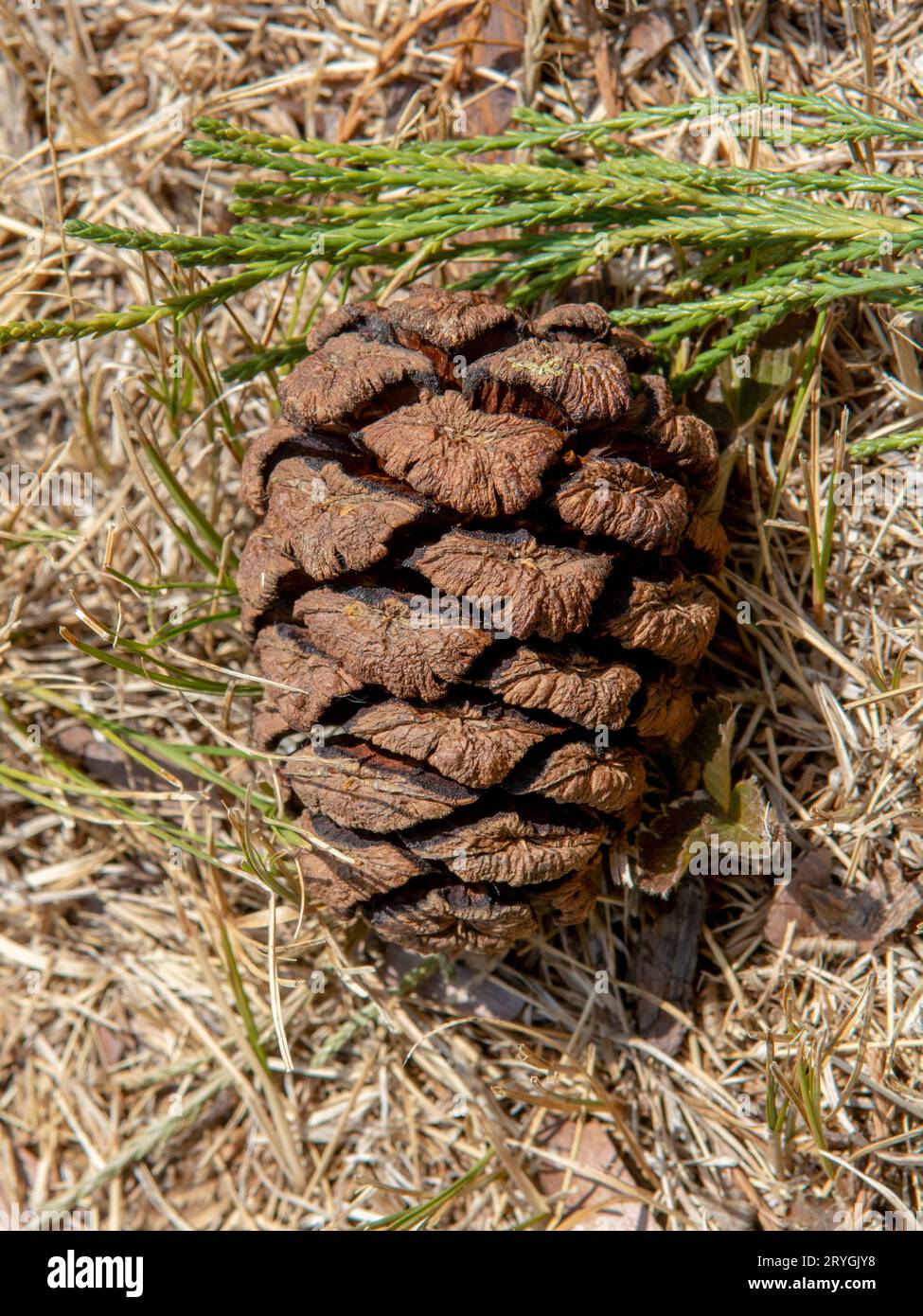 Giant sequoia green leaves and a cone. Sequoiadendron giganteum or Sierra redwood needles. Close up. Detail. Stock Photo