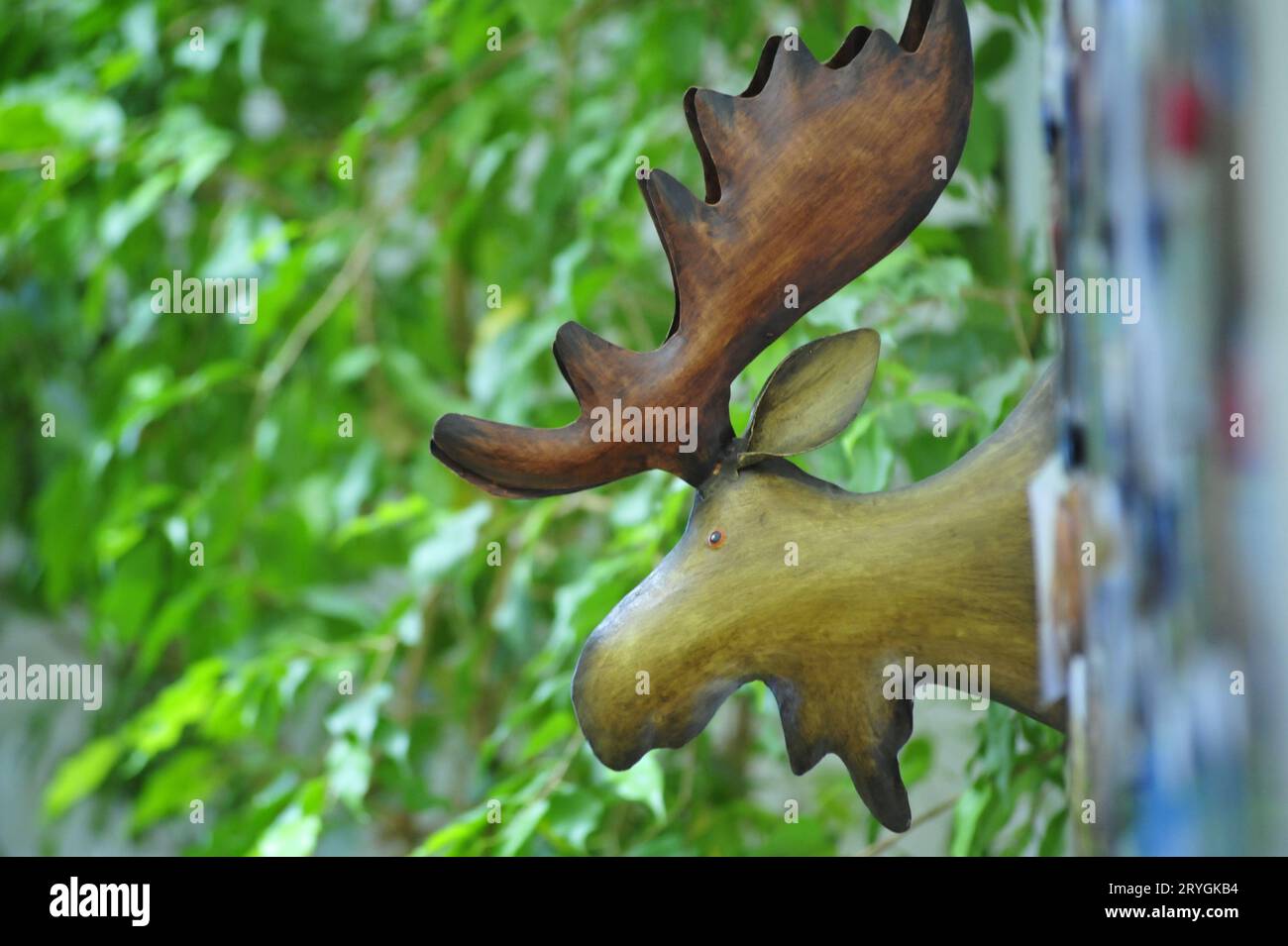 A moose or an elk Stock Photo