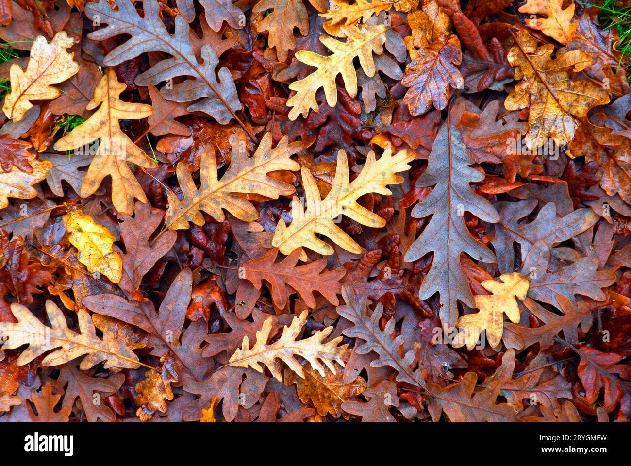Pyrenean oak (Quercus pyrenaica) leaves fallen on the ground Stock ...