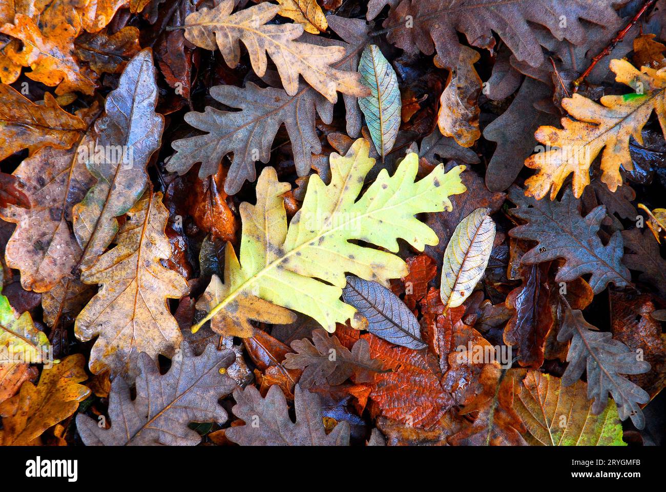 Pyrenean oak (Quercus pyrenaica) and willow (Salix atrocinerea) leaves fallen on the ground. Stock Photo